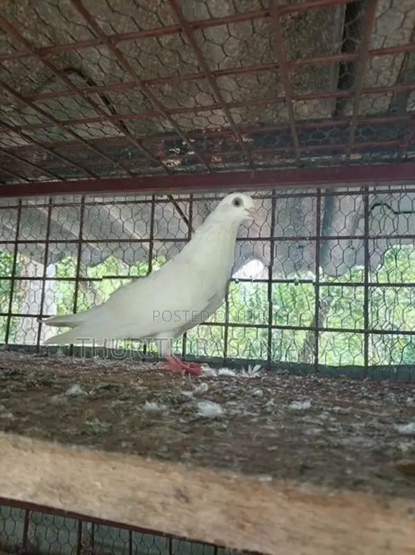 Sudu Ara Pigeon