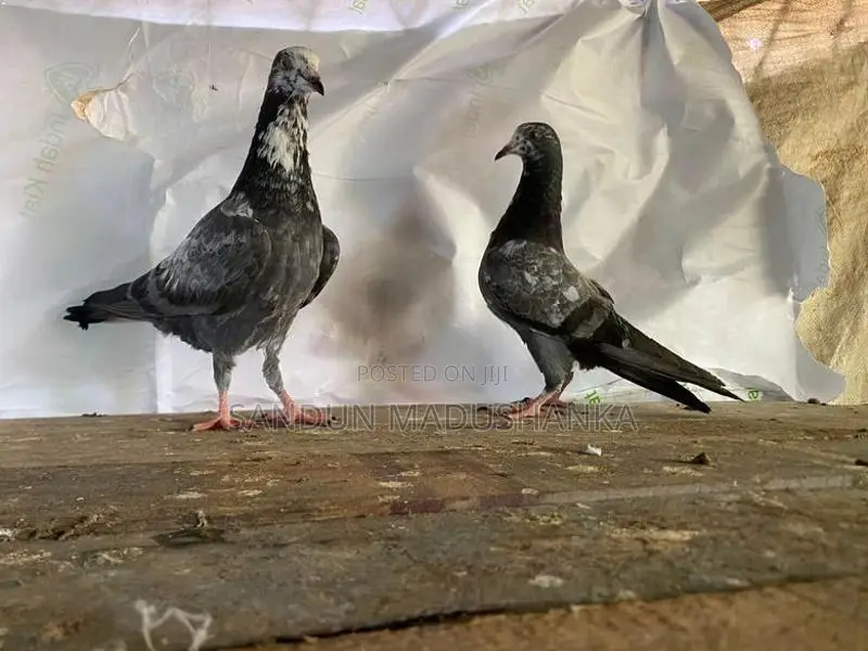 pigeon