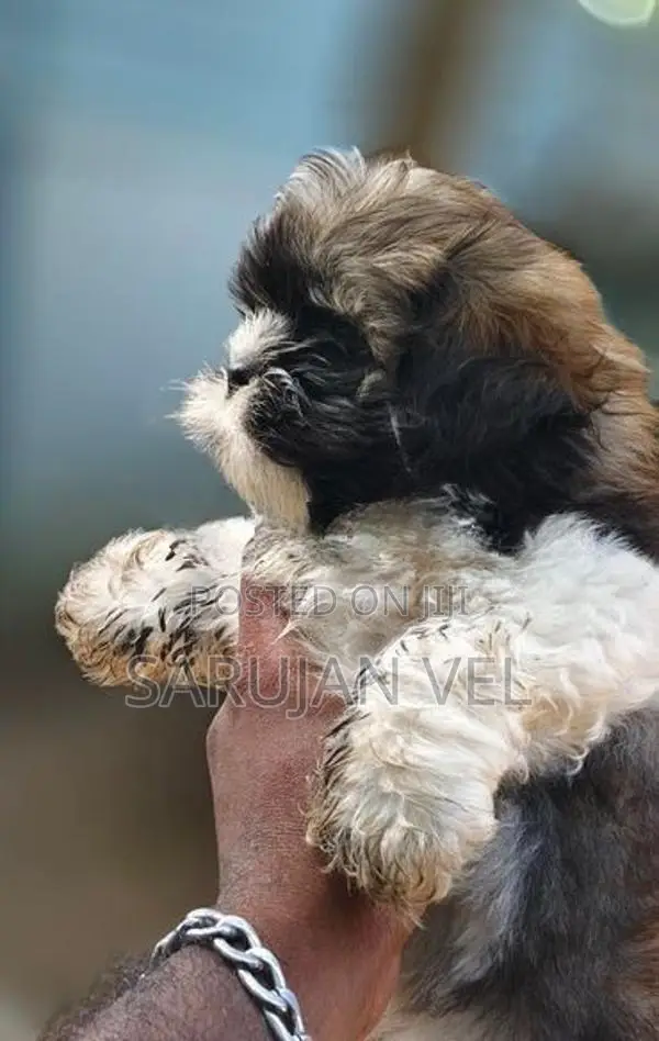 Sizsu Male Puppy