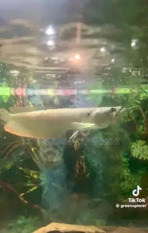Arowana fish