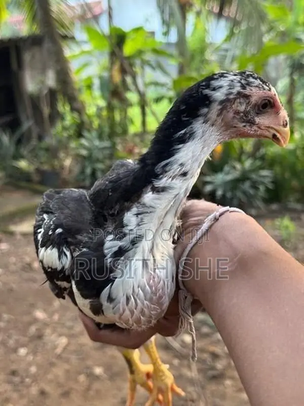 Shamo Rooster