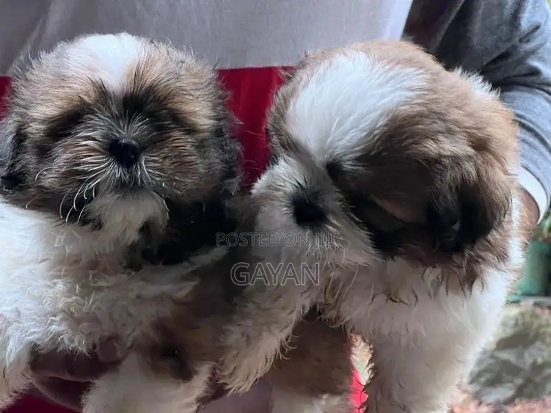 shih tzu puppy