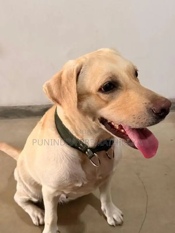 Labrador Dog