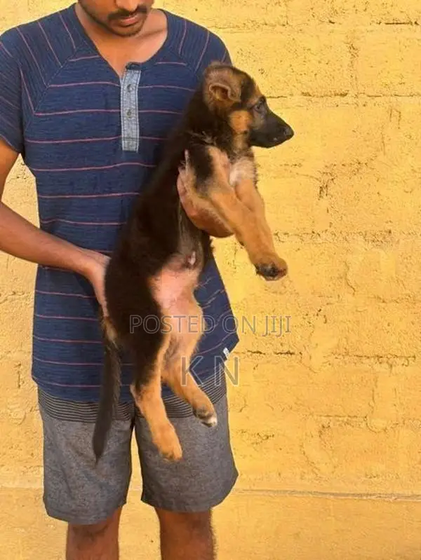 German Shepherd Puppies
