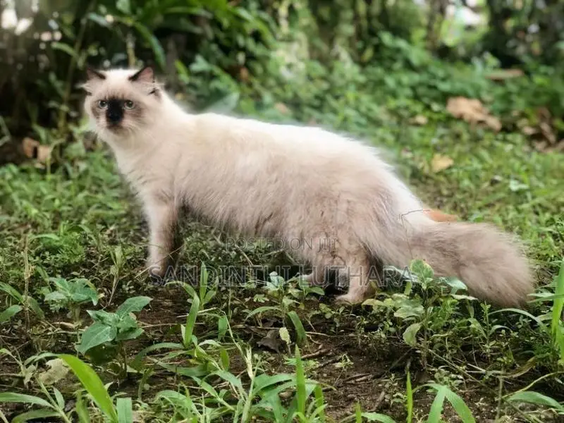 Persian Kittens