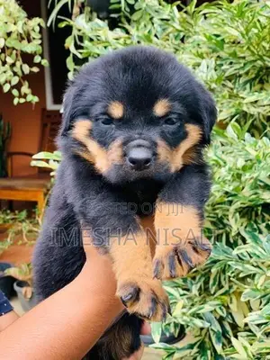 Rottweiler Puppies