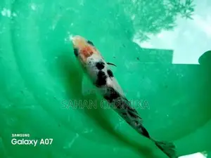 Koi Fish