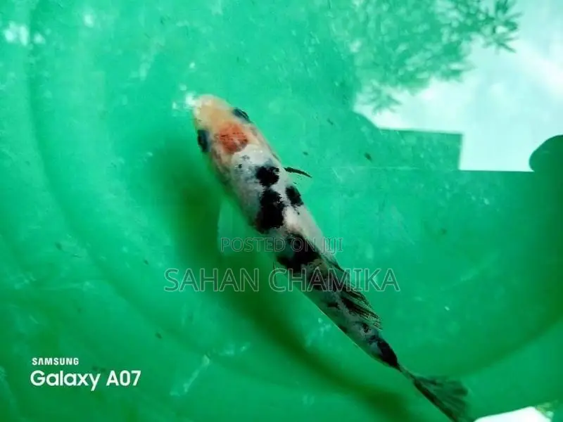 Koi Fish