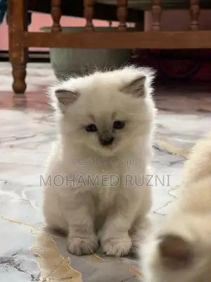 Persian Cat