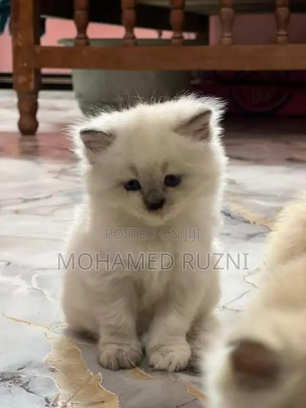 Persian Cat