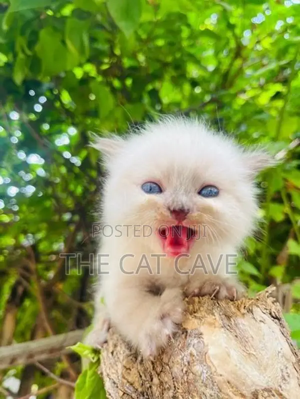 Persian Kittens