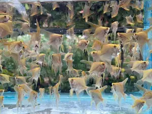 Premium Angel Fish 3 - 4 cm
