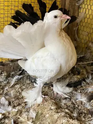 Fantail Pigeon
