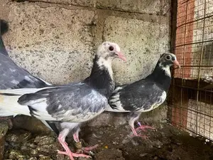 pigeon
