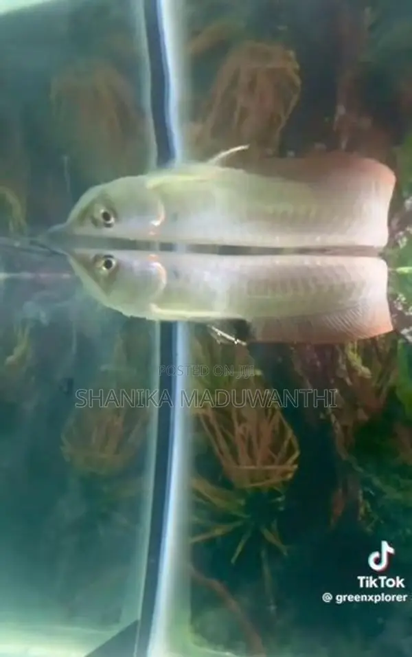 Arowana fish