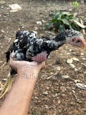 Shamo Rooster