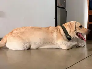 Labrador Dog
