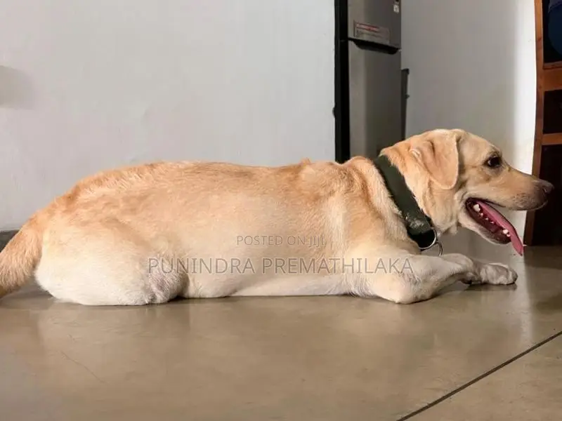 Labrador Dog