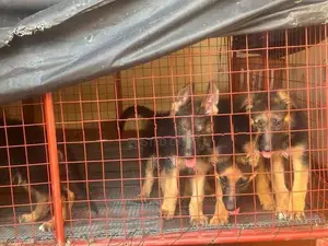 German Shepherd Puppies