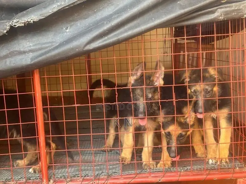 German Shepherd Puppies