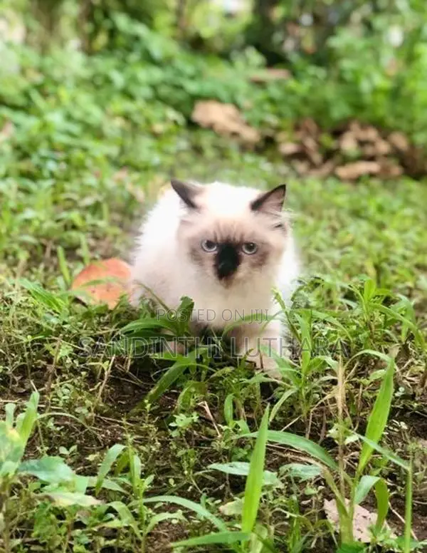 Persian Kittens
