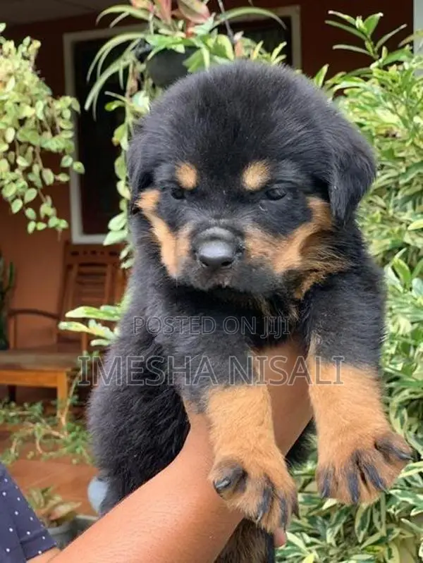 Rottweiler Puppies