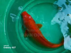 Koi Fish