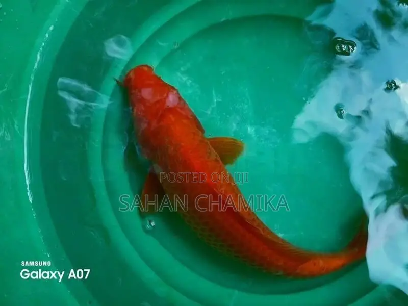 Koi Fish