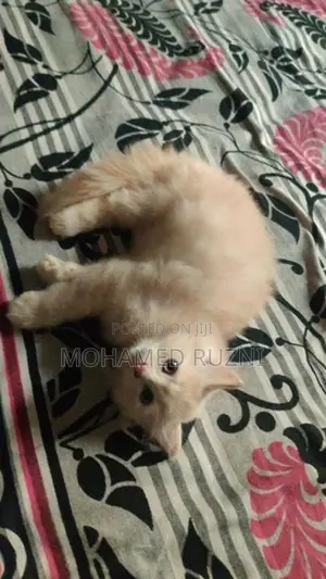 Persian Cat