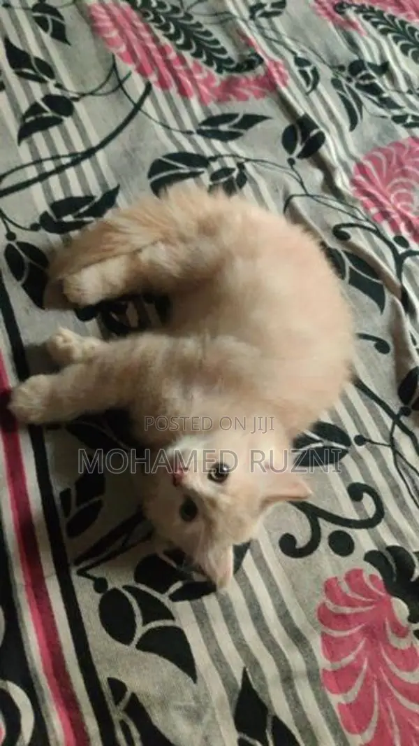 Persian Cat