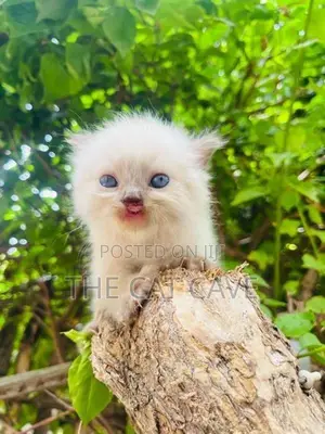 Persian Kittens