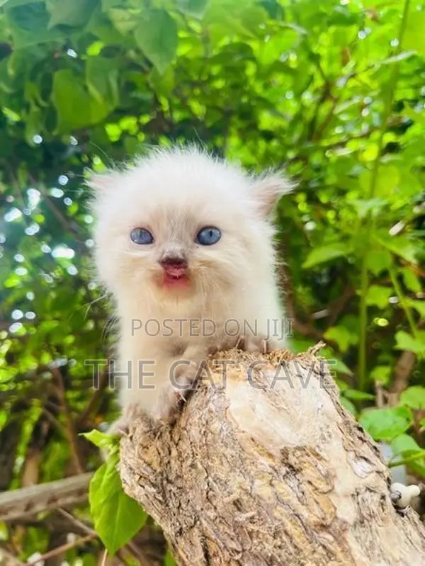Persian Kittens