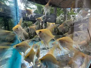 Premium Angel Fish 3 - 4 cm