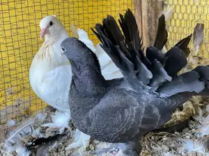 Fantail Pigeon