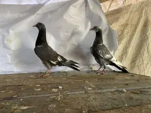 pigeon