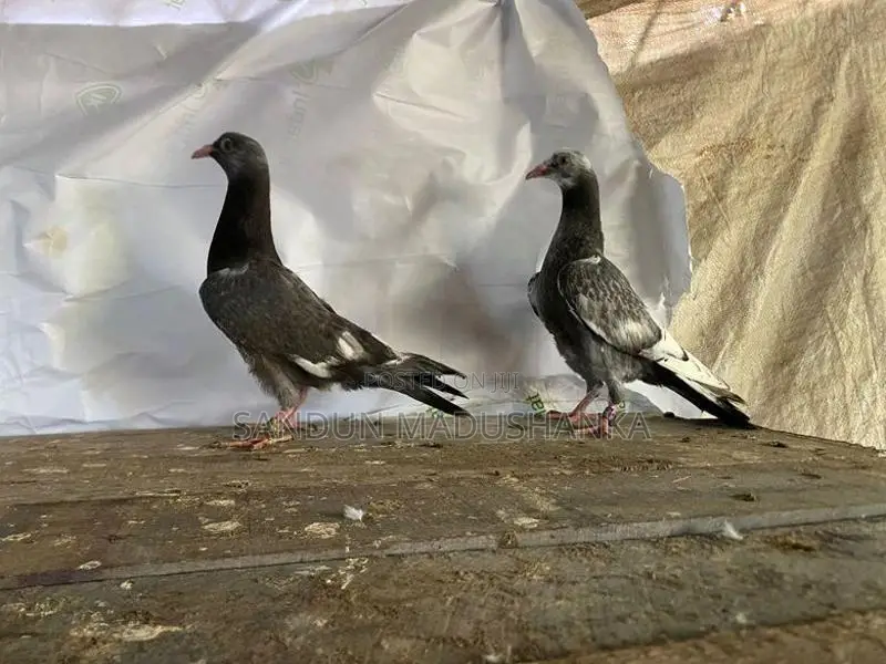 pigeon