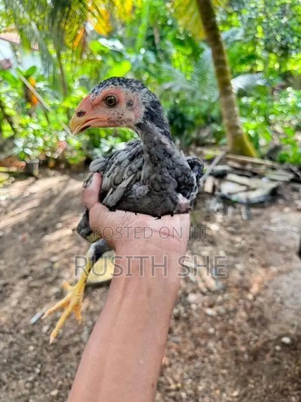 Shamo Rooster