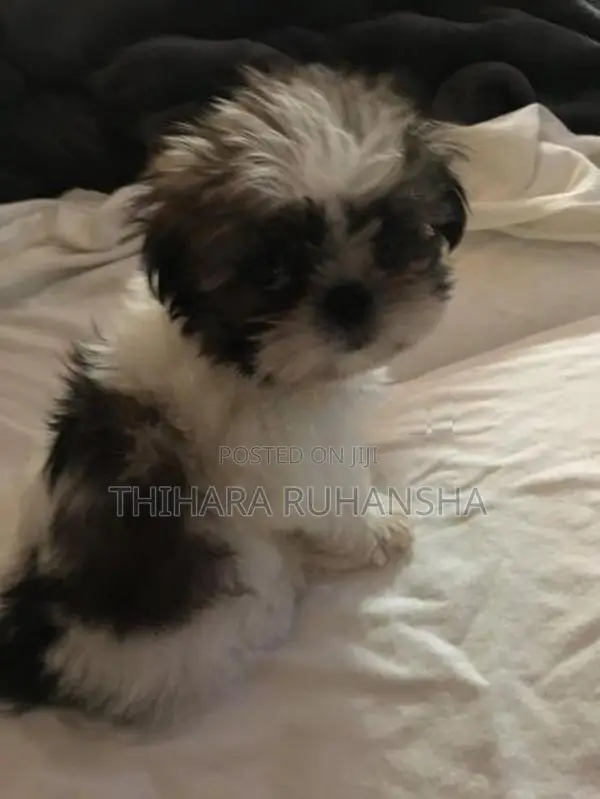 Shih Tzu Puppies