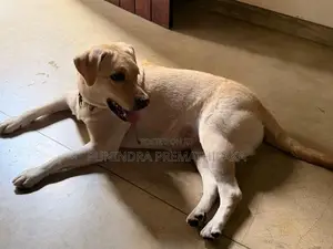 Labrador Dog