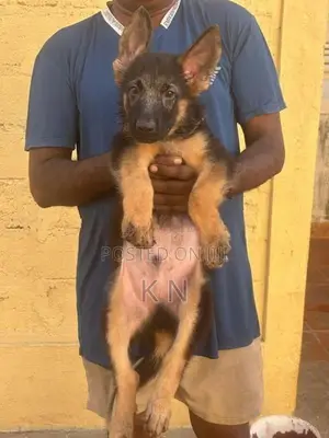 German Shepherd Puppies
