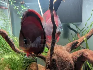 Discus Fish