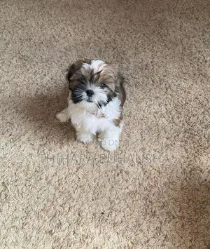 Shih Tzu Puppies