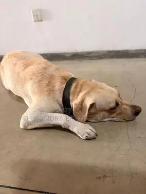 Labrador Dog