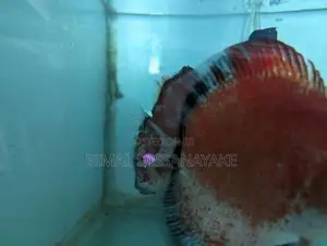 Discus Fish