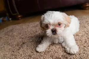 Shih Tzu Puppies