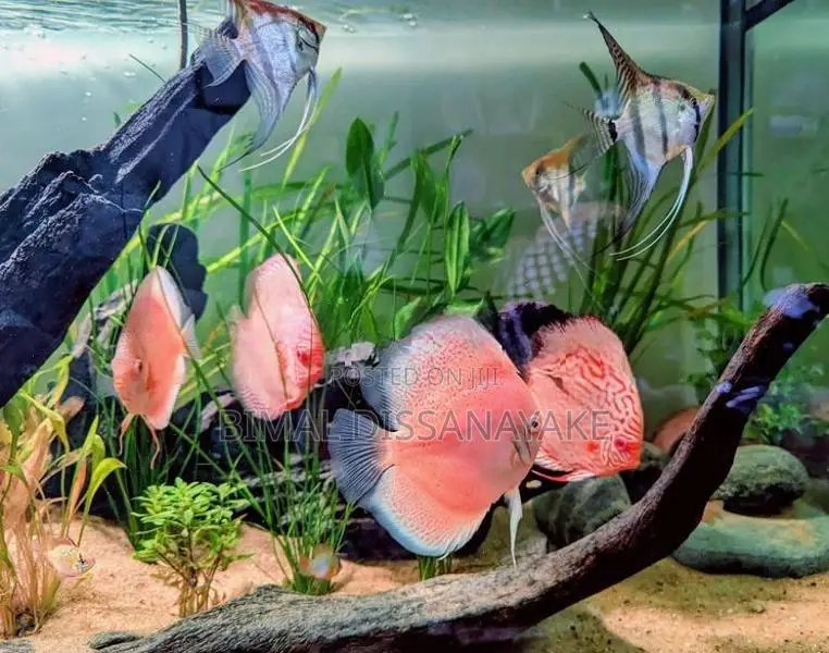 Discus Fish