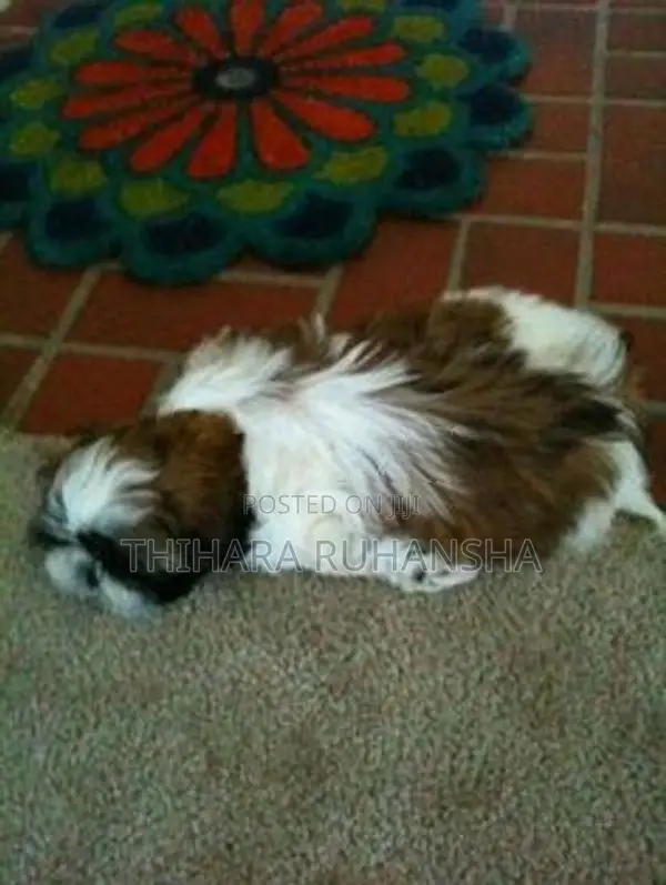 Shih Tzu Puppies