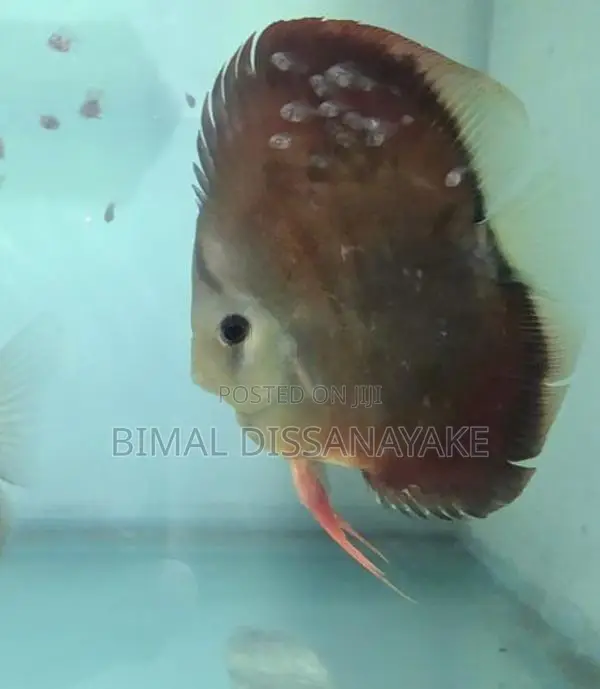Discus Fish