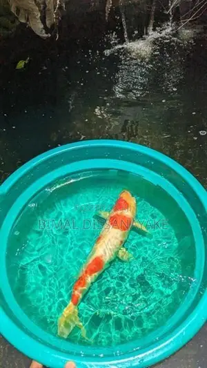Koi Fish