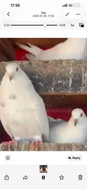 Pigeon